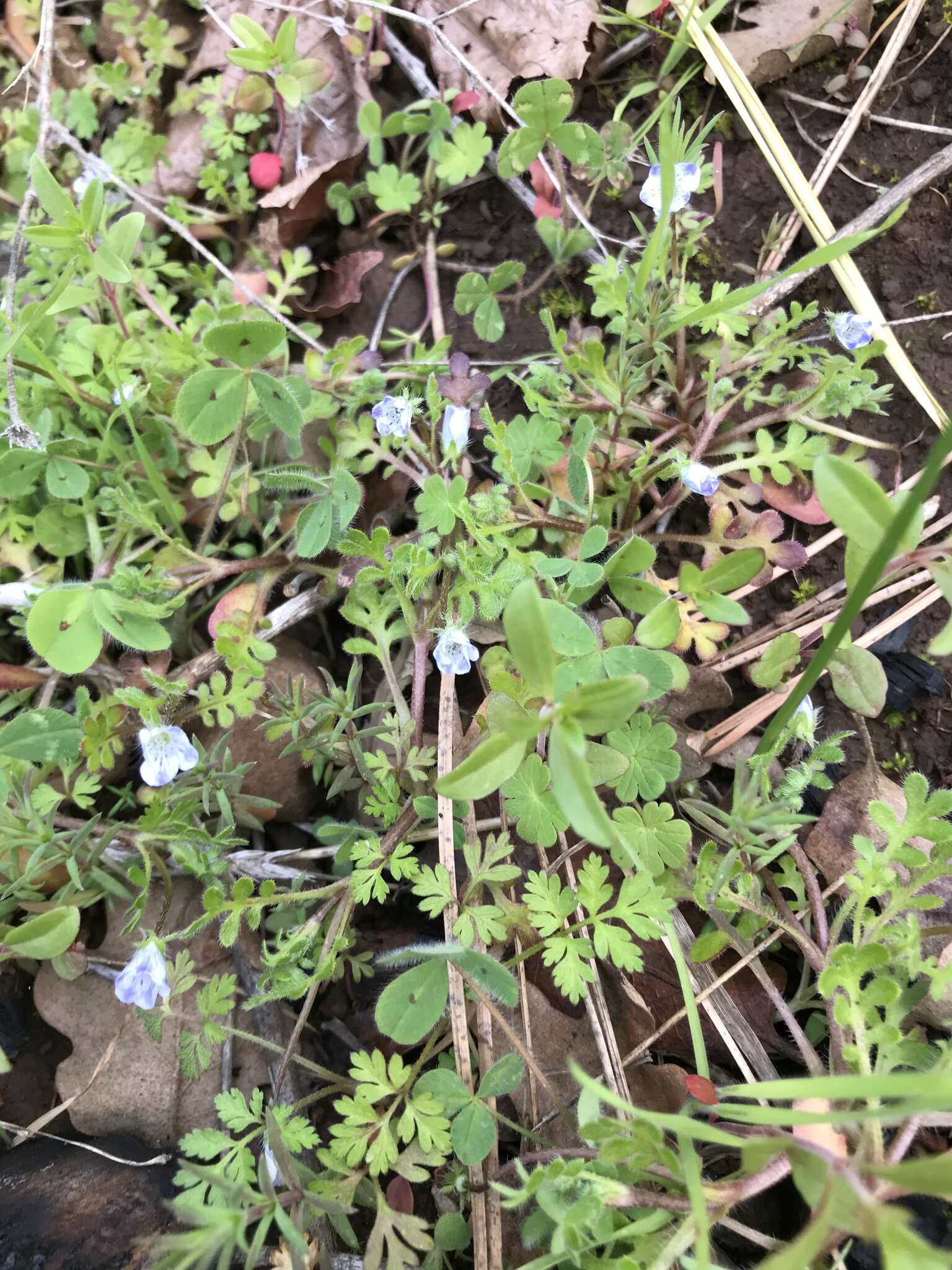 Imagem de Nemophila pedunculata Dougl. ex Benth.