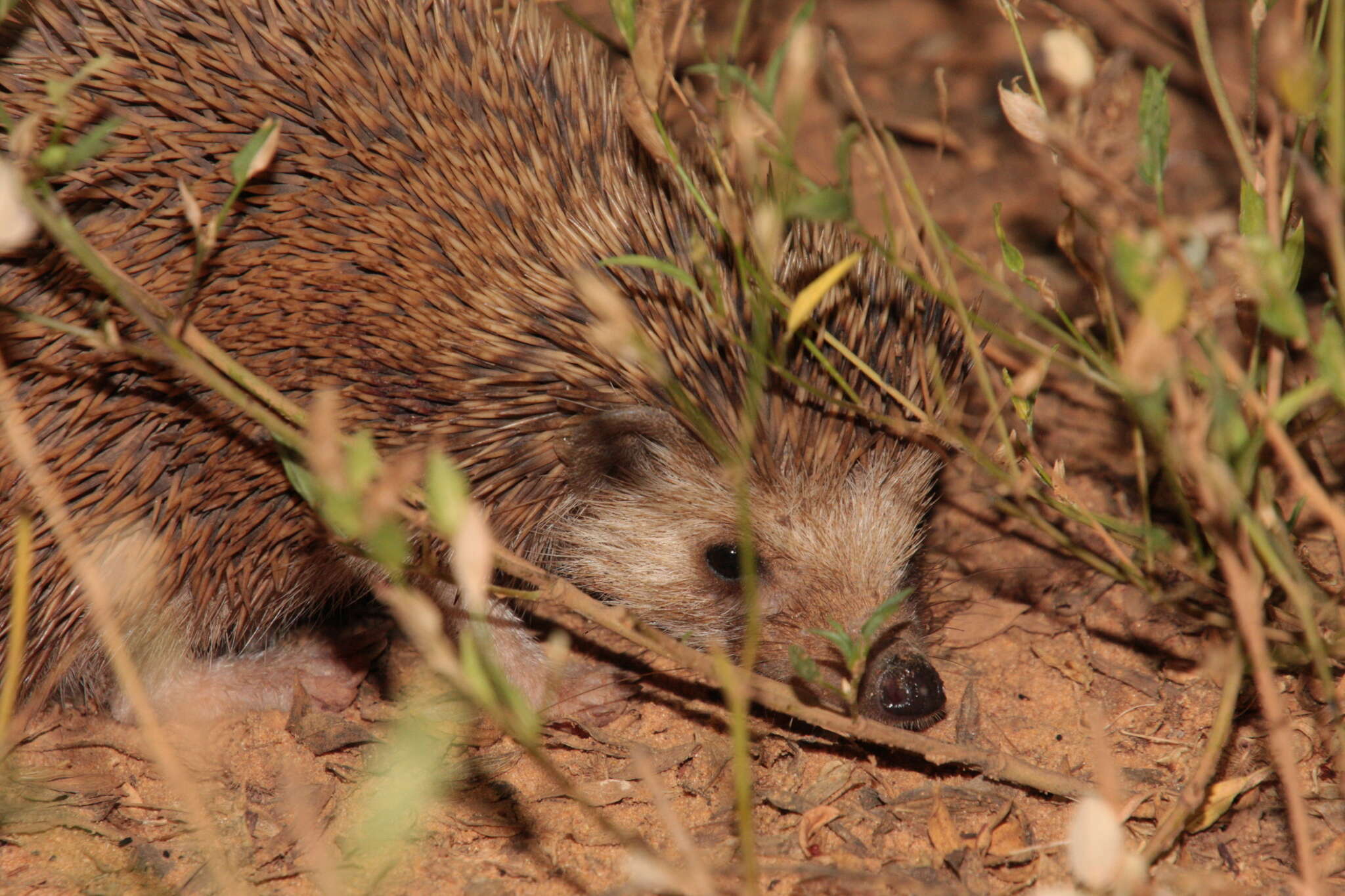 Image of Four-toed Hedgehog