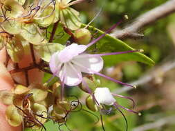 Image of Hirtella gracilipes (Hook. fil.) Prance