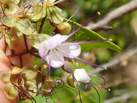 Image of Hirtella gracilipes (Hook. fil.) Prance