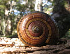 Image of <i>Powelliphanta <i>hochstetteri</i></i> hochstetteri