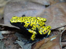 Image of Splashback Poison Frog