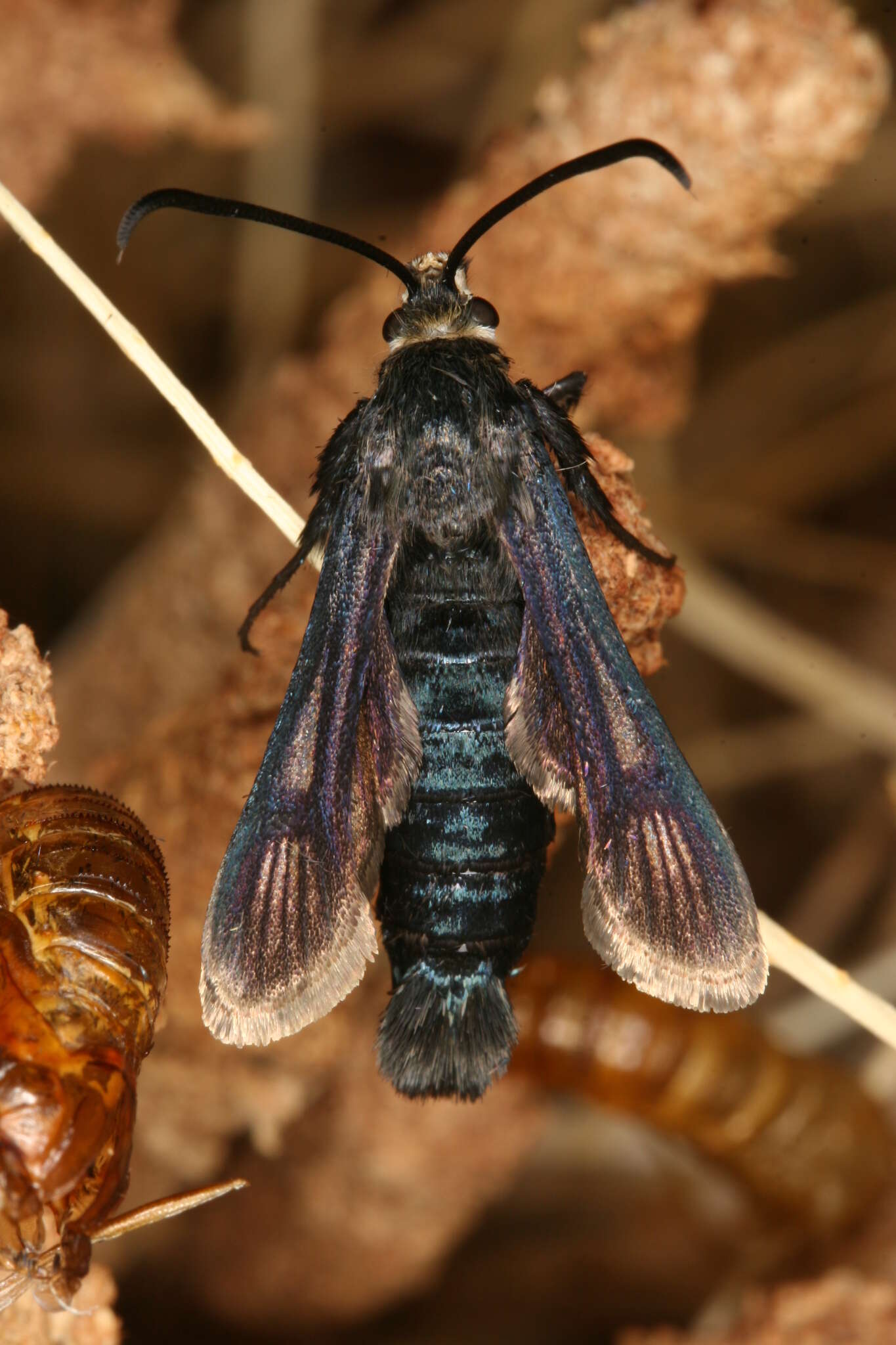 Image of Bembecia dispar