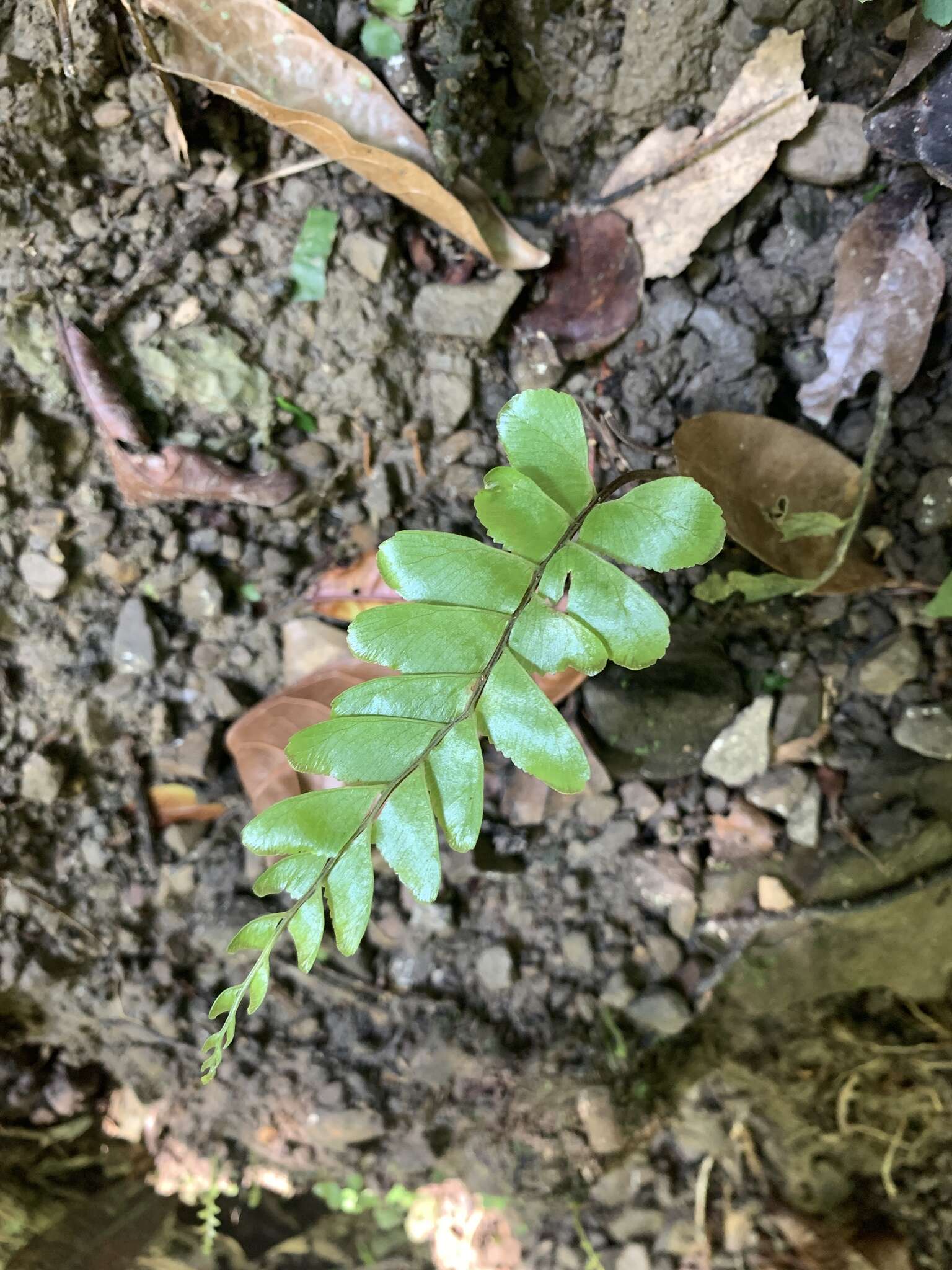 Hymenasplenium excisum (C. Presl) S. Linds. resmi