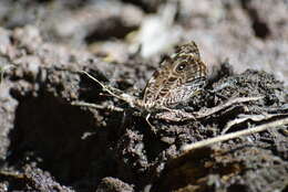 Image of Smyrna blomfildia datis Fruhstorfer 1908