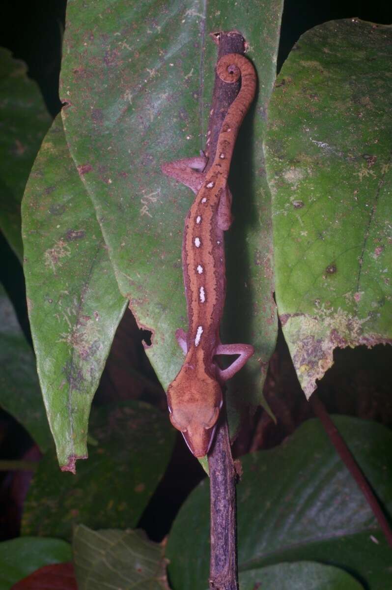 Image of Cat geckos