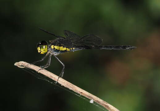 Слика од Agrionoptera longitudinalis Selys 1878