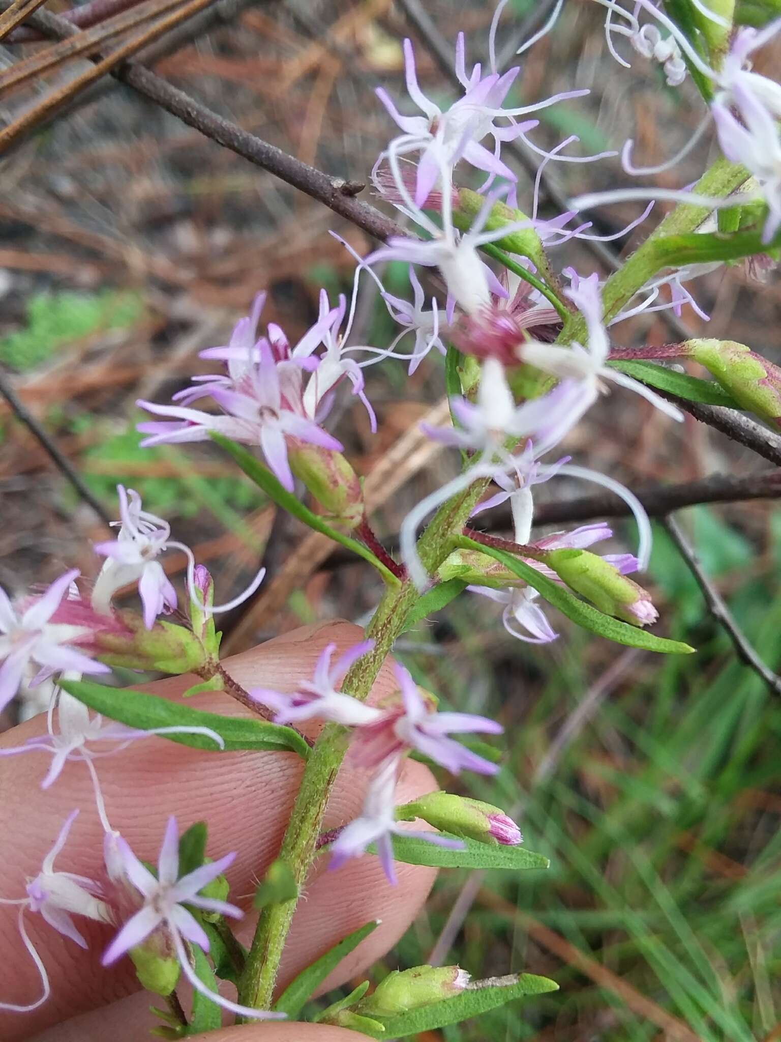 Image of Slender Gayfeather