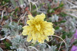 Image of Taraxacum hyparcticum Dahlst.