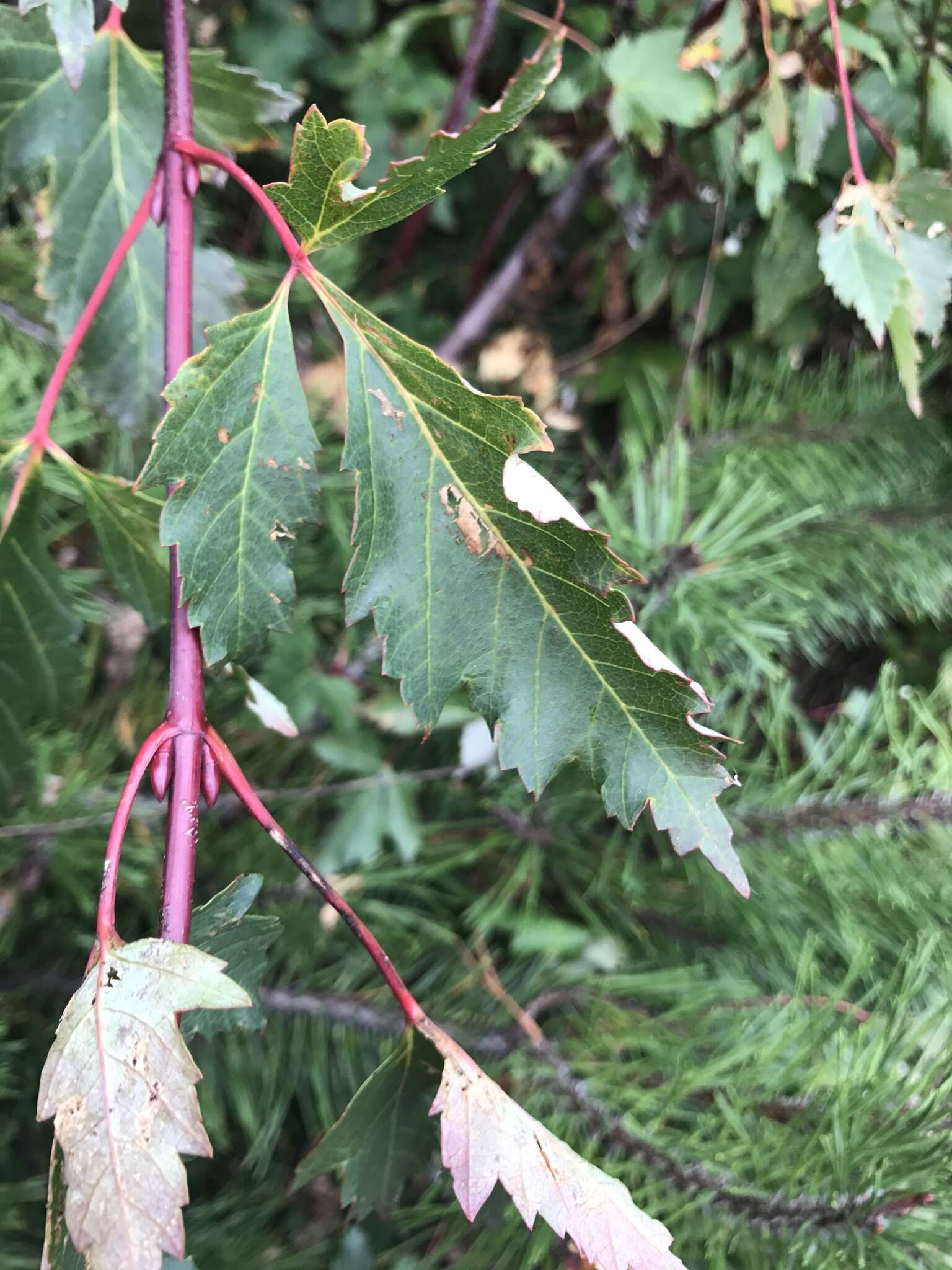 Image of Rocky Mountain maple