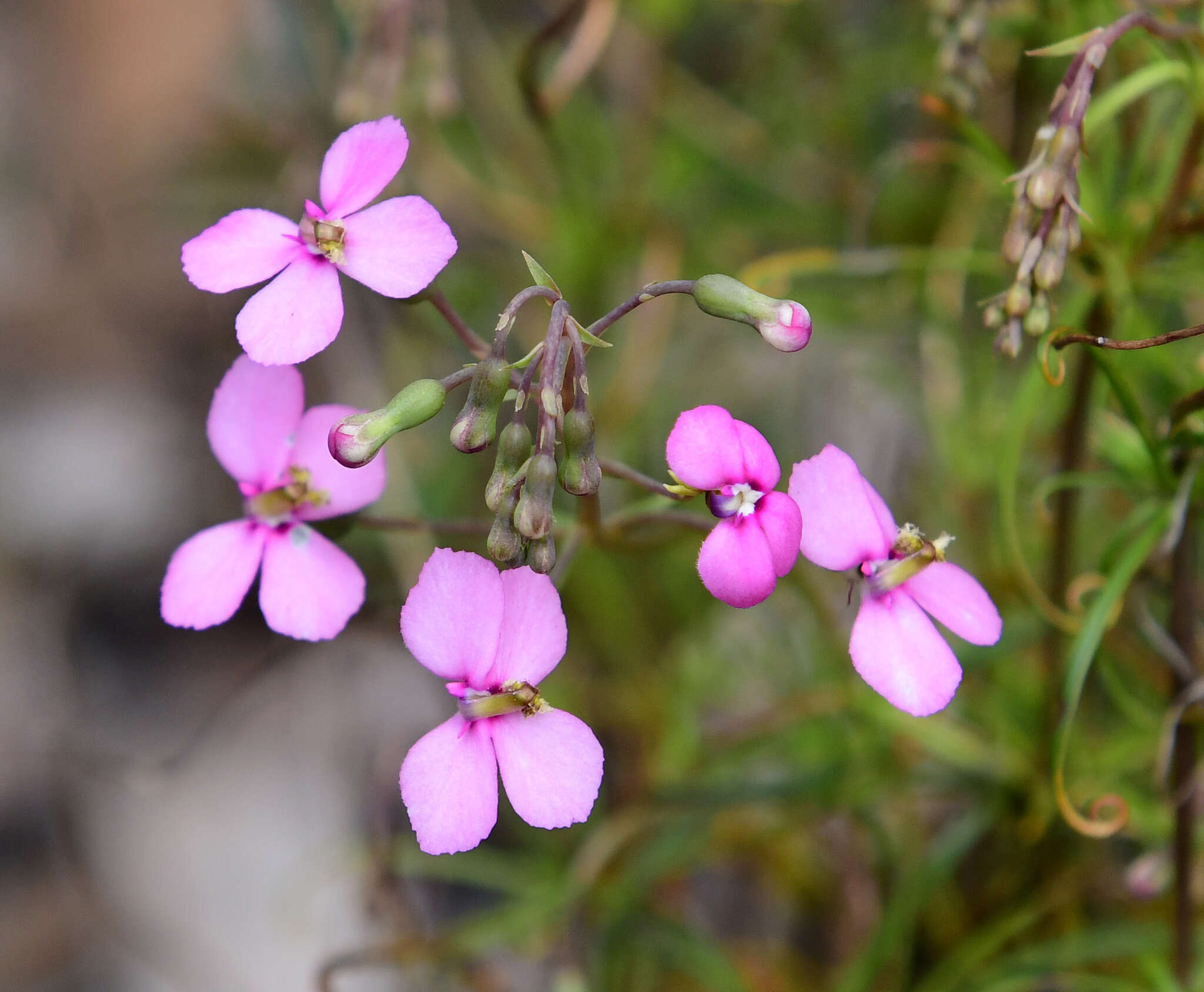 Image of Stylidium scandens R. Br.