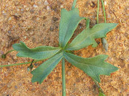 Image of Trochomeria macrocarpa (Sond.) Harv.