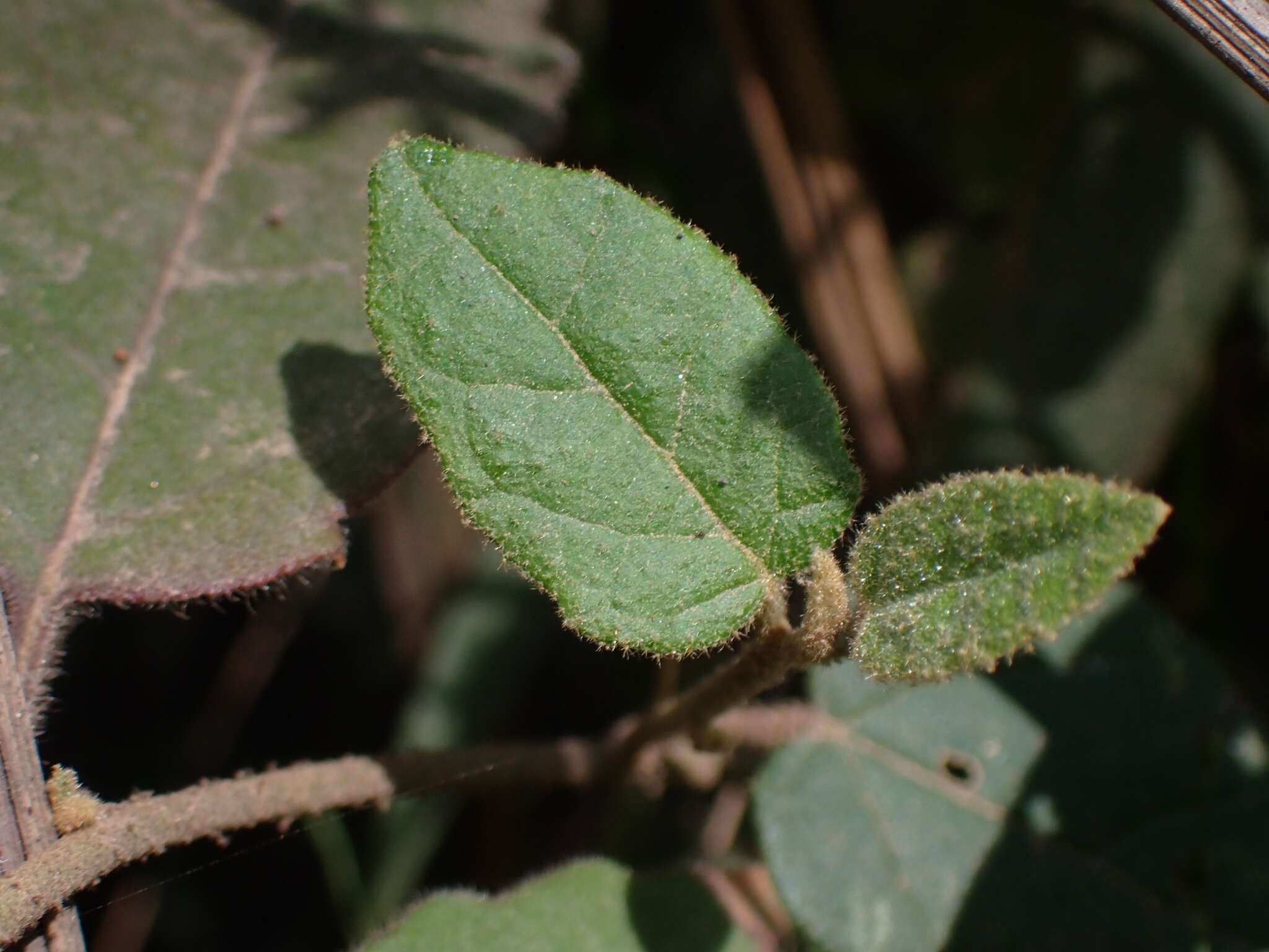 Sivun Howittia trilocularis F. Müll. kuva