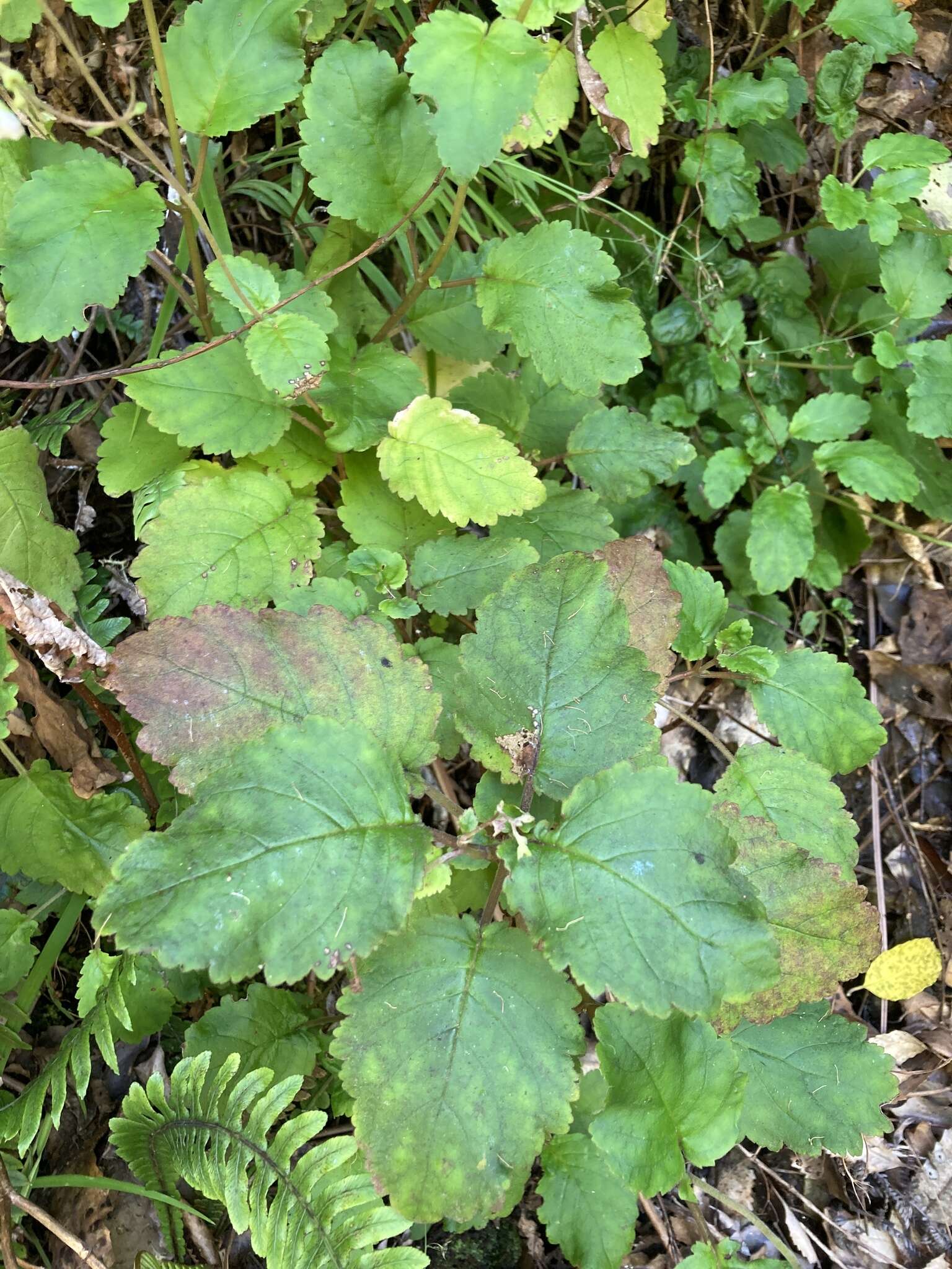 Image of New Zealand calceolaria