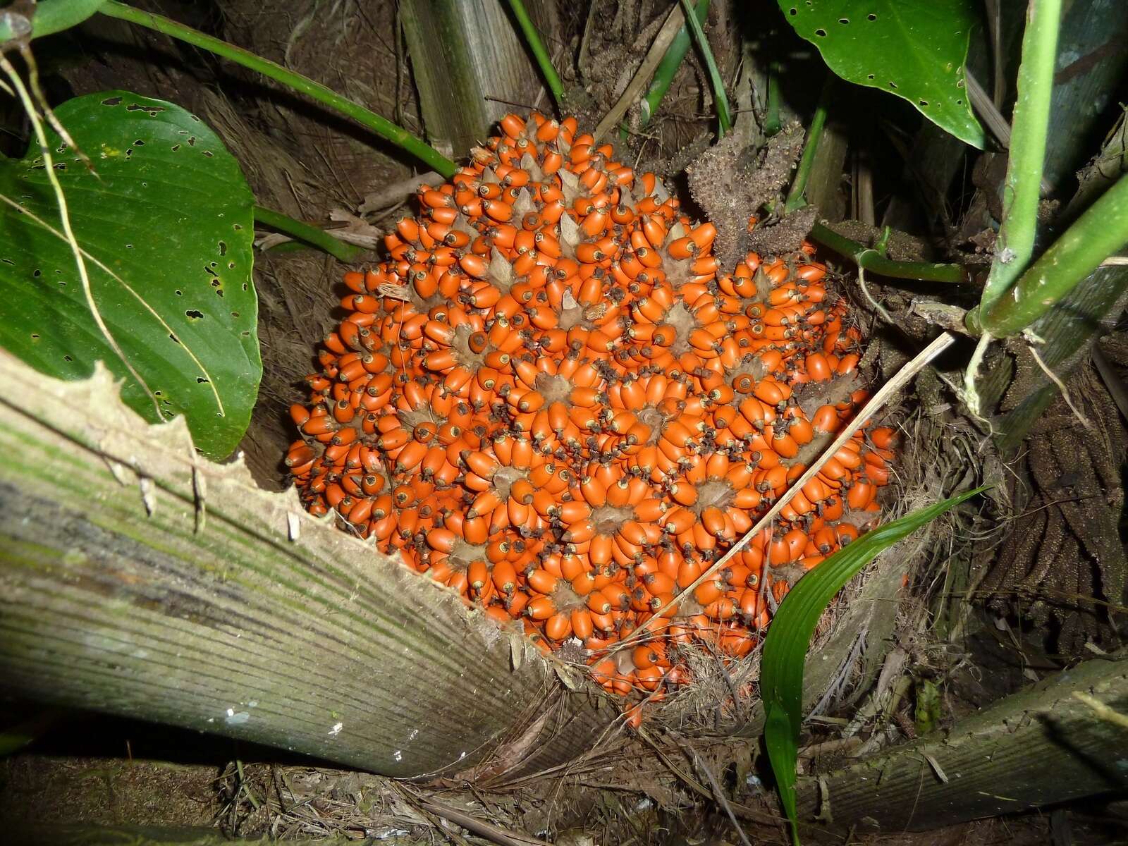 Image of American oil palm