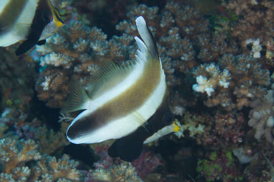 Image of Horned Bannerfish