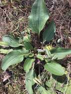 Image of Florida Indian plantain