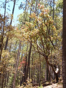 Imagem de Arbutus madrensis M. S. González-Elizondo