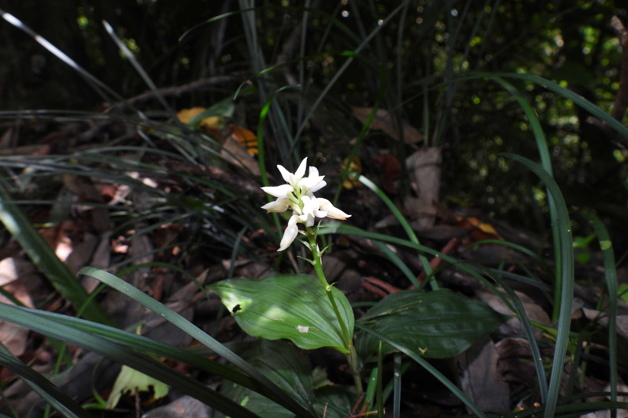 Image of Tropidia somae Hayata