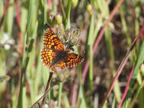 Image of Northern Checkerspot