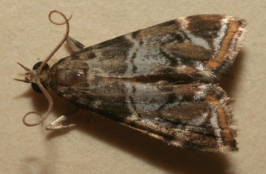 Image of <i>Usingeriessa onyxalis</i> Hampson 1897