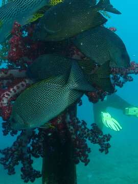 Image of Maze Rabbitfish