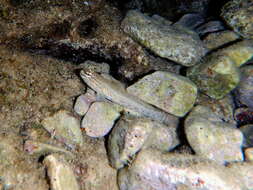 Image of Bucchich's Goby