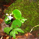 Image of Begonia gueritziana Gibbs