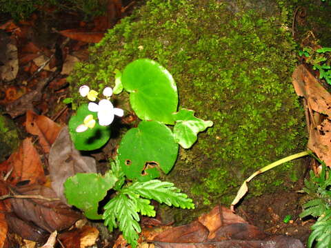 Image of Begonia gueritziana Gibbs