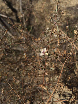 صورة Stephanomeria virgata Benth.