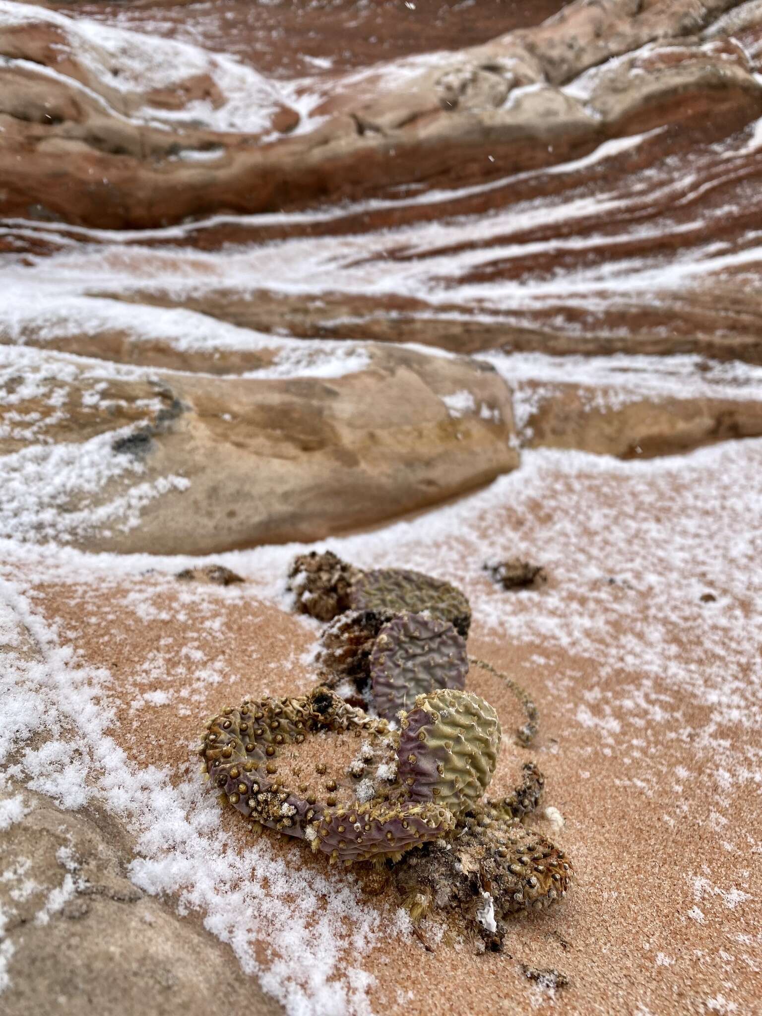 Image of beavertail pricklypear