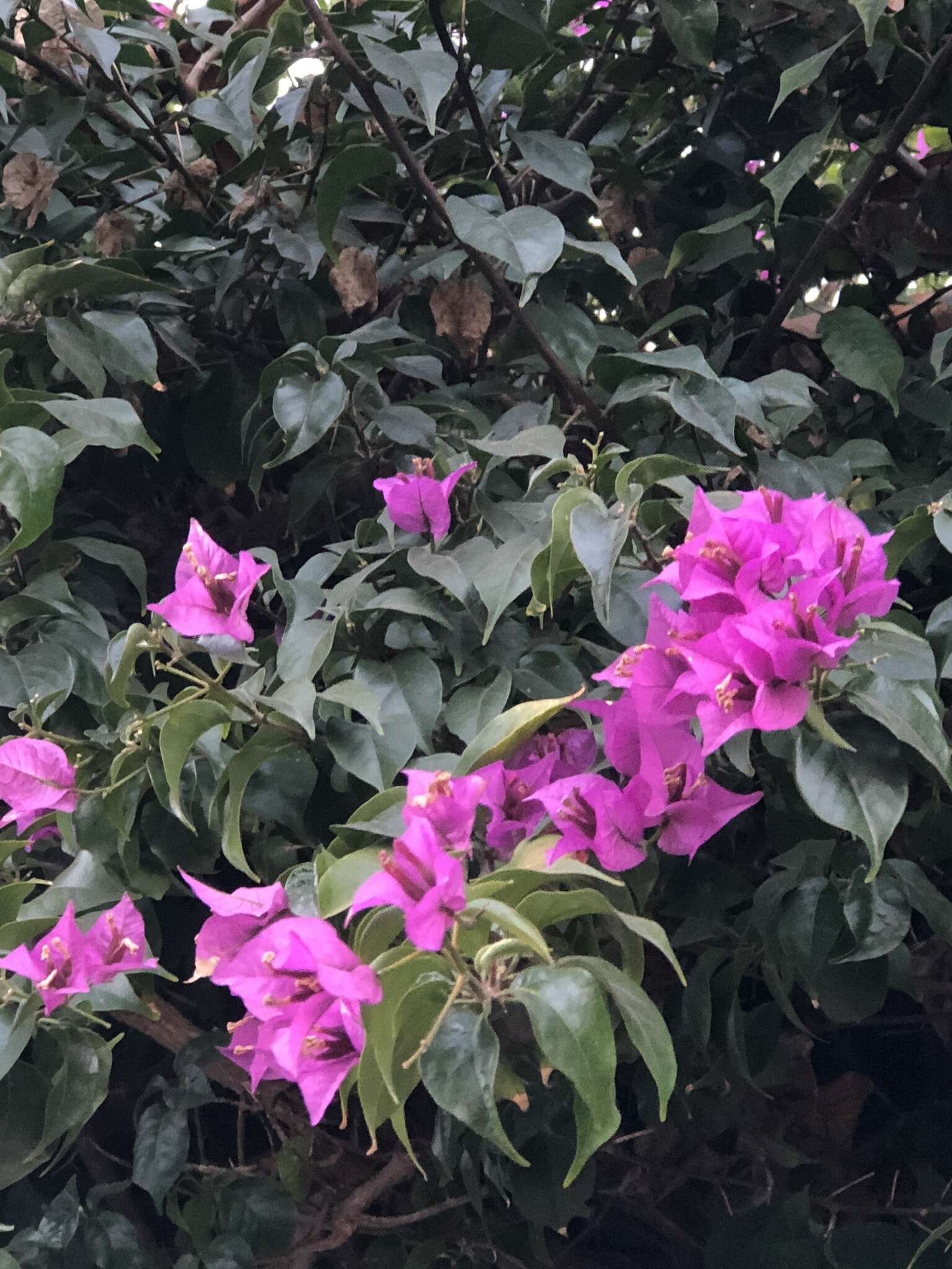 Plancia ëd Bougainvillea glabra Choisy