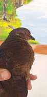 Image of White-throated Quail-Dove