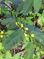 Image of Sensitive partridge pea