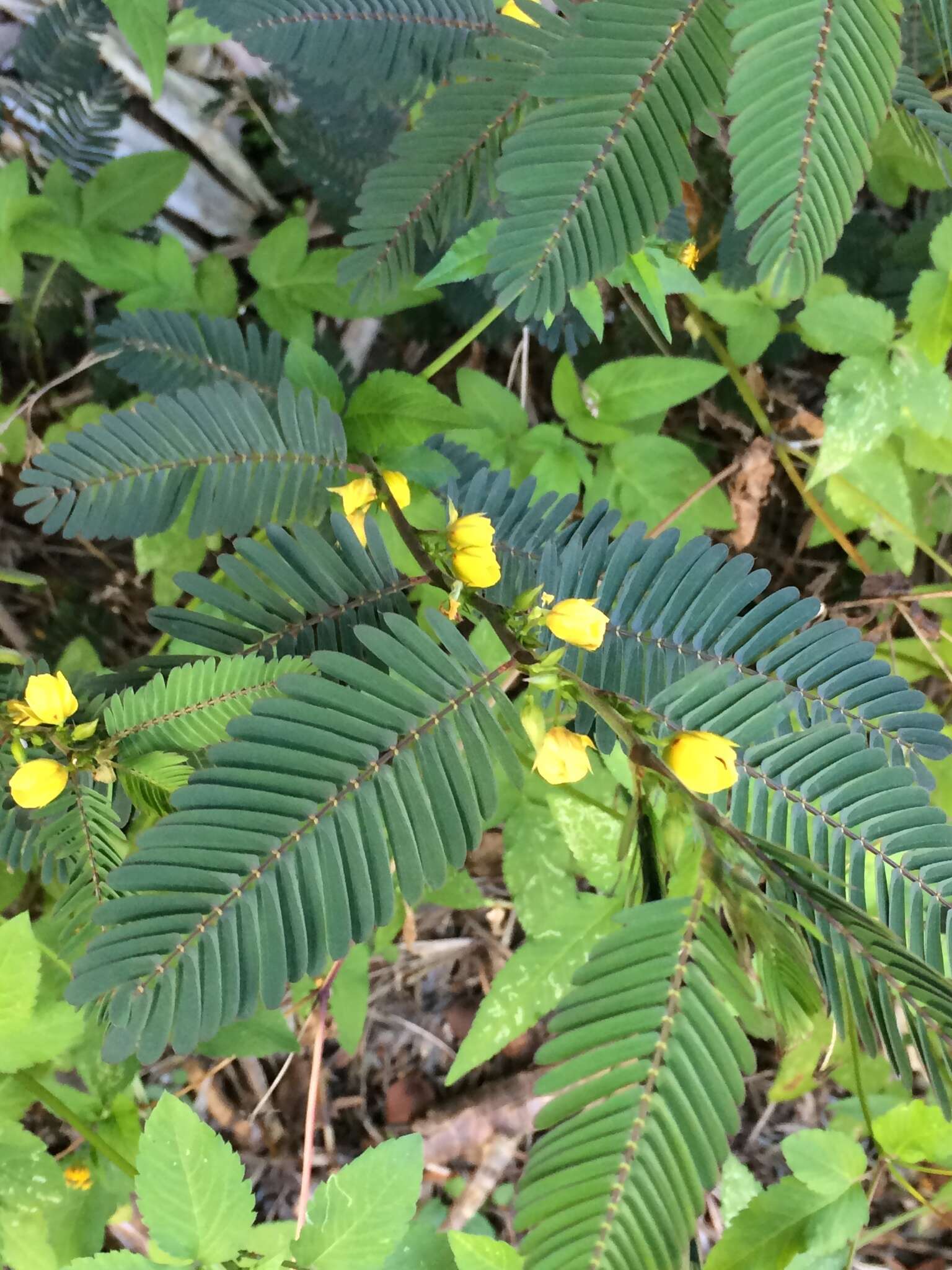 Image of Sensitive partridge pea