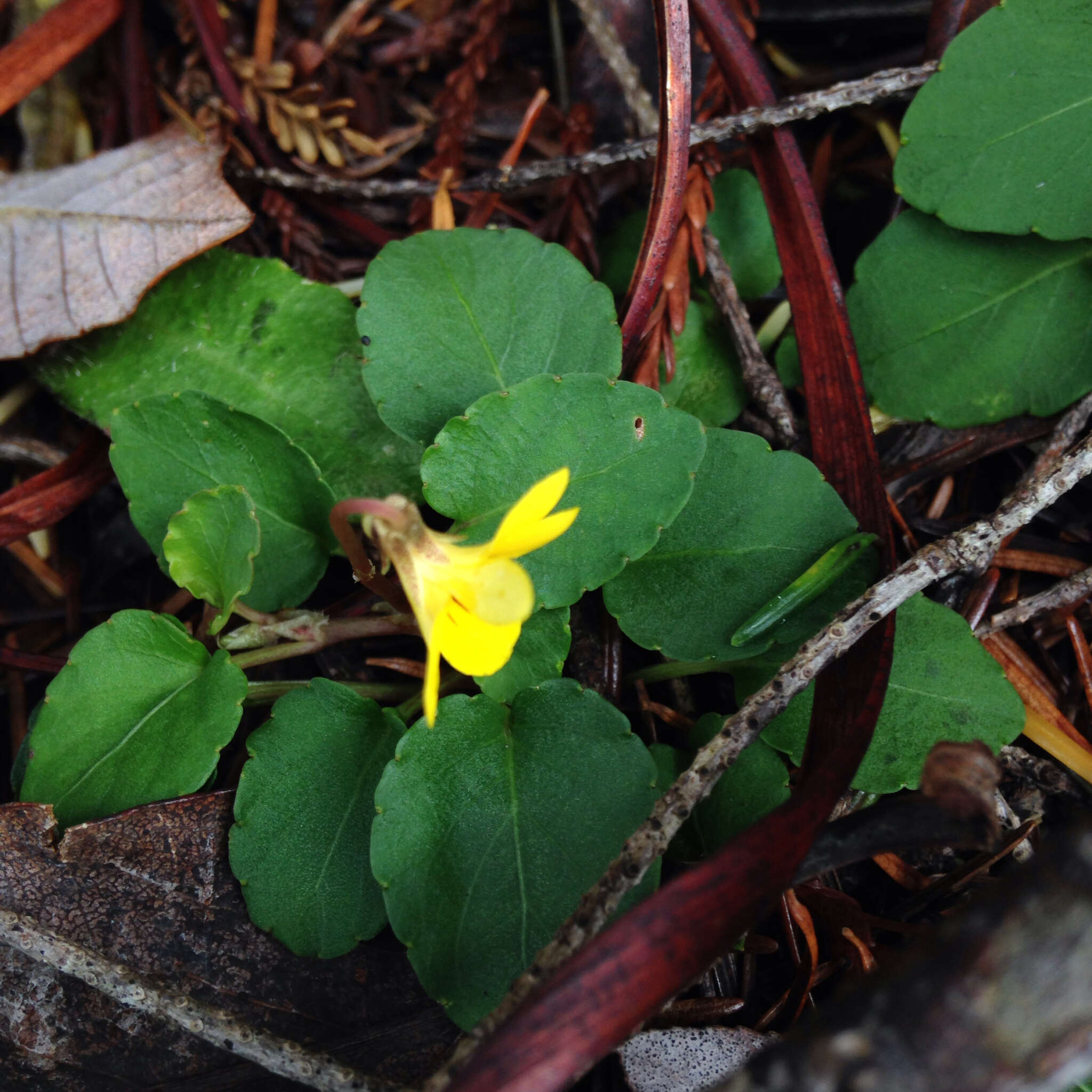 Sivun Viola sempervirens Greene kuva