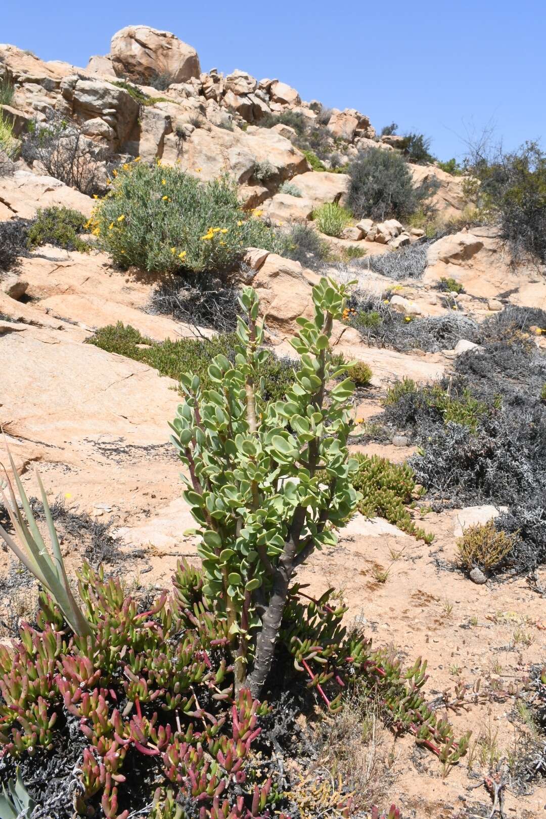 Imagem de Othonna cerarioides