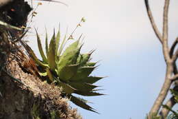 Agave horrida subsp. horrida resmi