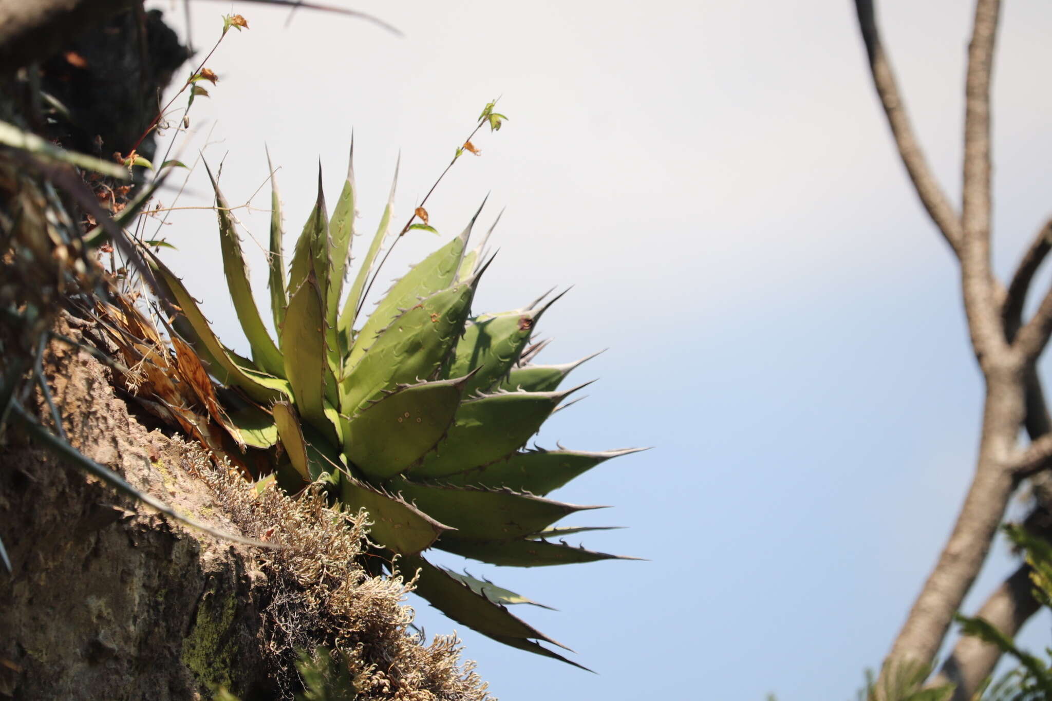 Agave horrida subsp. horrida resmi