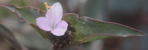 Tradescantia buckleyi (I. M. Johnst.) D. R. Hunt的圖片