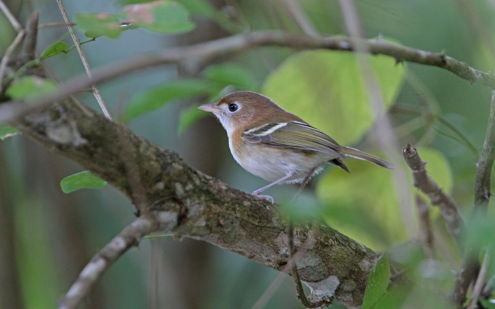 Vireo bairdi Ridgway 1885 resmi