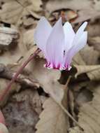 Image of Cyclamen hederifolium subsp. africanum (Boiss. & Reut.) Ietsw.