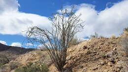 Image of Fouquieria splendens subsp. splendens