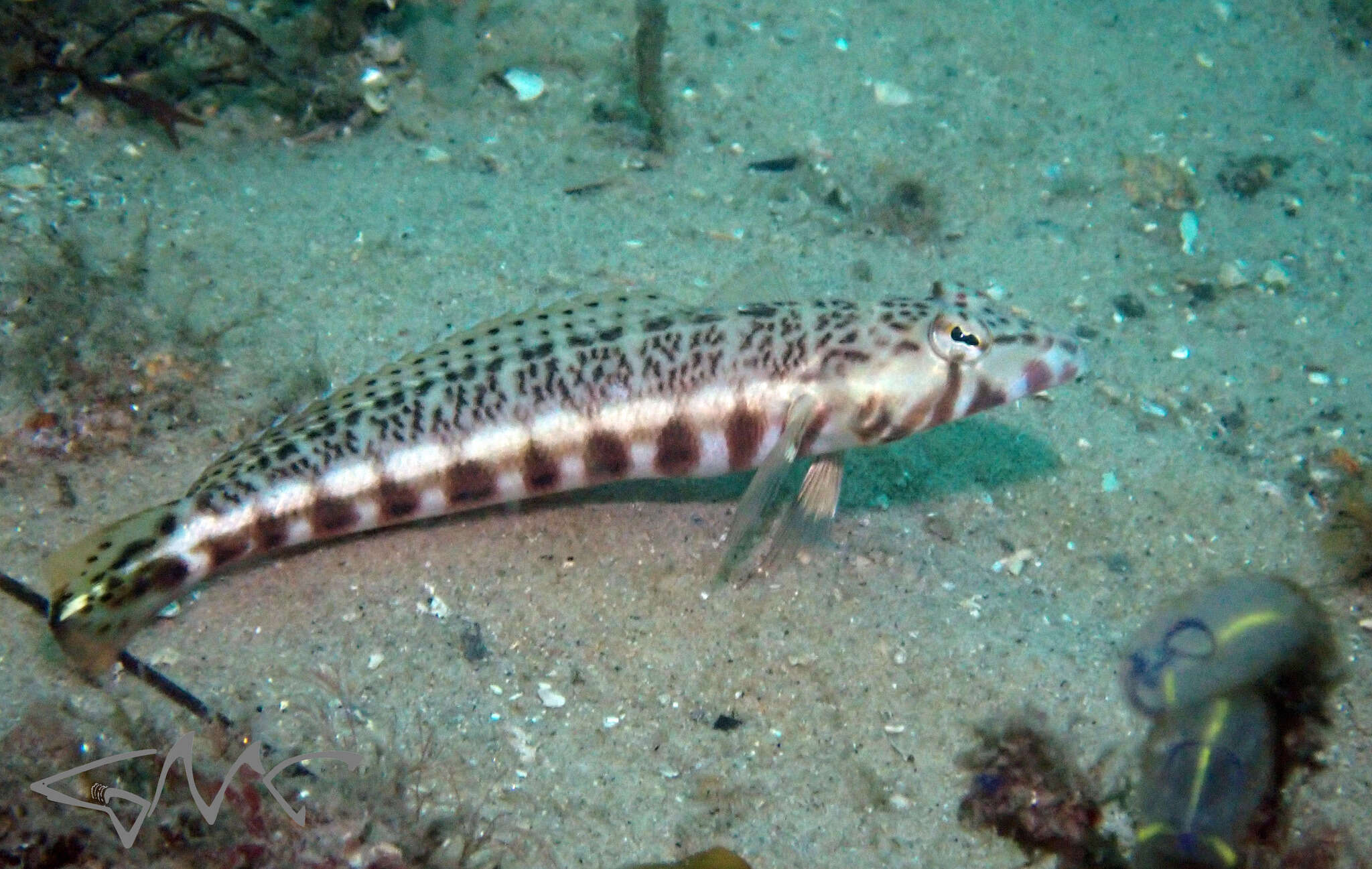 Image of White-streaked sandperch