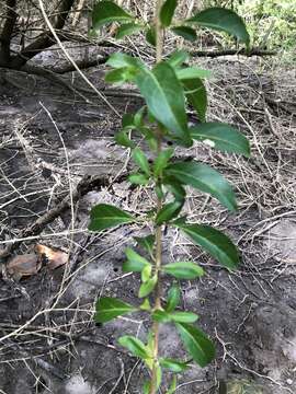 Imagem de Volkameria aculeata L.