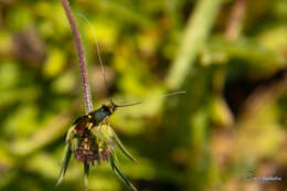 Слика од Nemophora raddaella Hübner 1793