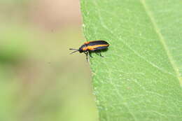 Image of Microrhopala rileyi S. Clark 1983