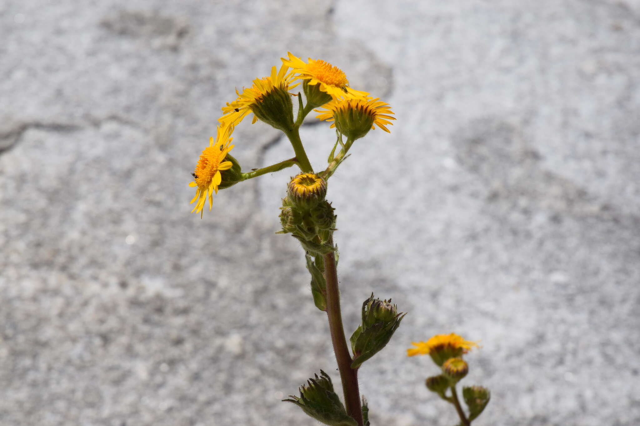 Image of Mexican alpinegold