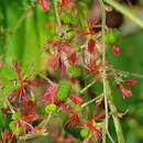 Acalypha platyphylla Müll. Arg. resmi