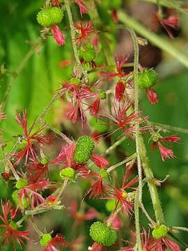 Image of Acalypha platyphylla Müll. Arg.